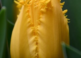 Tulipa Finn Schjoll (2)